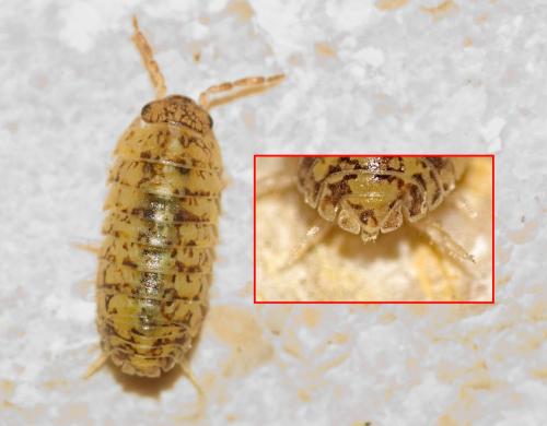 Armadillidium arcangelii